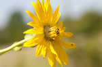 Prairie rosinweed